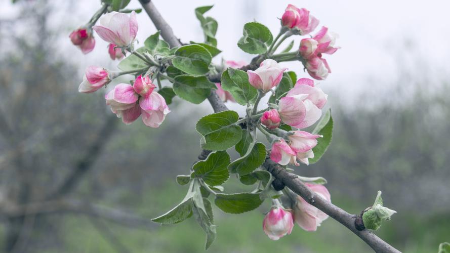 其它 清新典雅苹果花 写美篇  最美人间四月天是我家乡苹果花盛开的