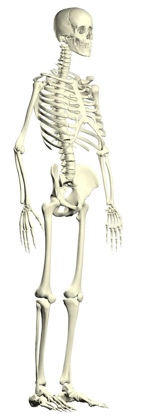 人体骨骼图解