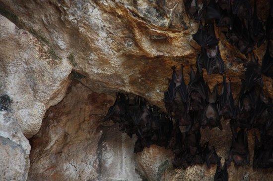 蝙蝠洞照片: cave