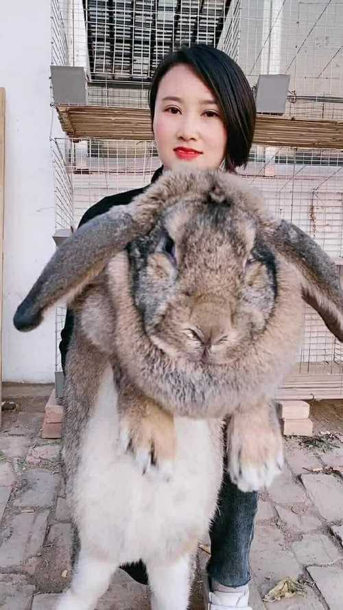 看我养的这只兔子多么好,又肥又胖的很不错