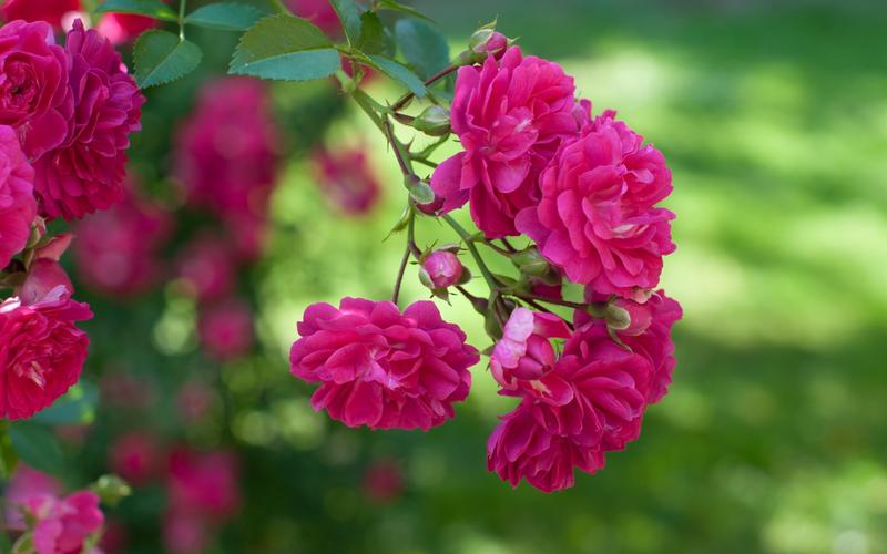 壁纸 粉红色的玫瑰,鲜花,绿色背景