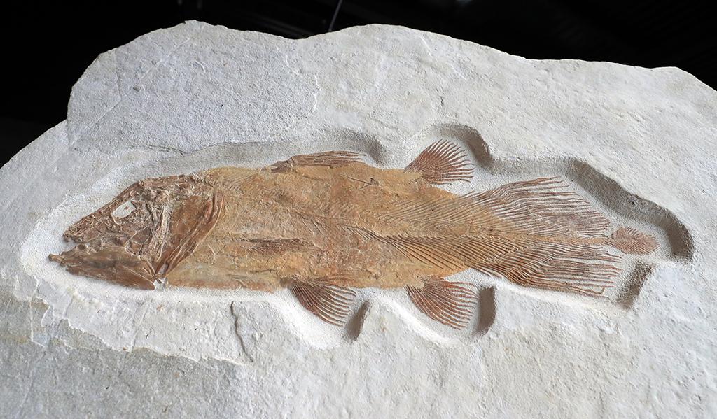 英国将拍卖罕见腔棘鱼化石