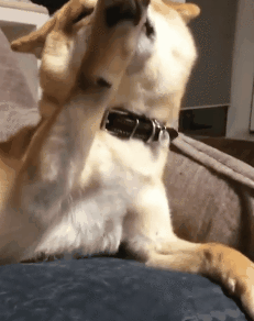 就想问一下,折耳柴犬是什么品种一般狗狗都是摸头的时候才会把耳朵折