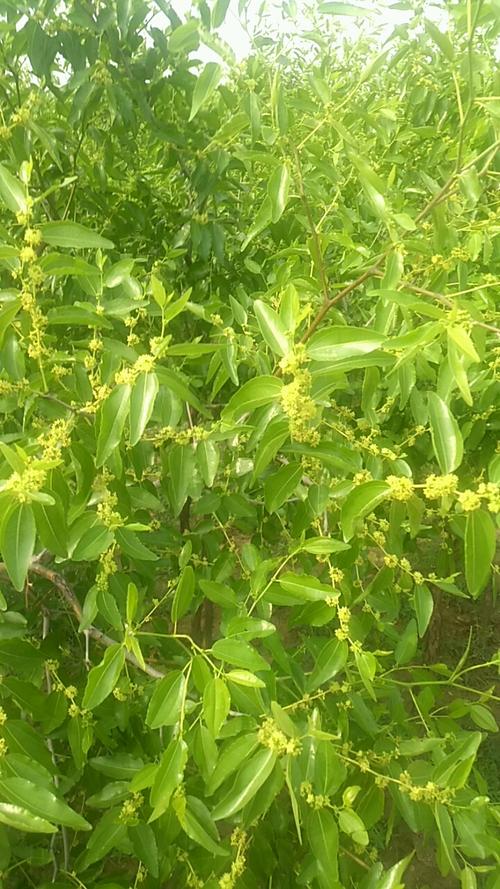 酸枣树开花了