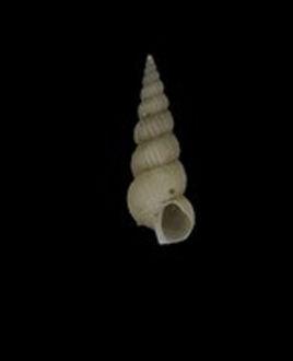 长细纹海蛳螺