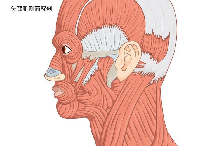 头颈肌侧面应无红肿,异常突起,肌肉紧实有弹性,颈部按压可扪及有力的