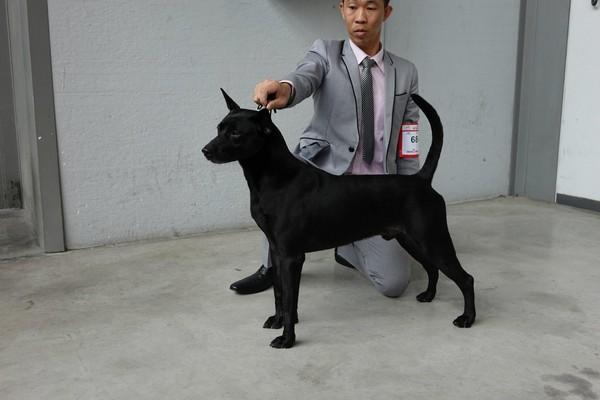帅气「黑狗兄」就是「台湾犬」? 6招从头到脚辨识法