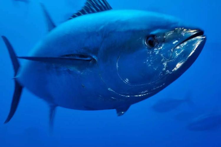 天骄私宴丨两条蓝鳍金枪鱼的传奇漂流