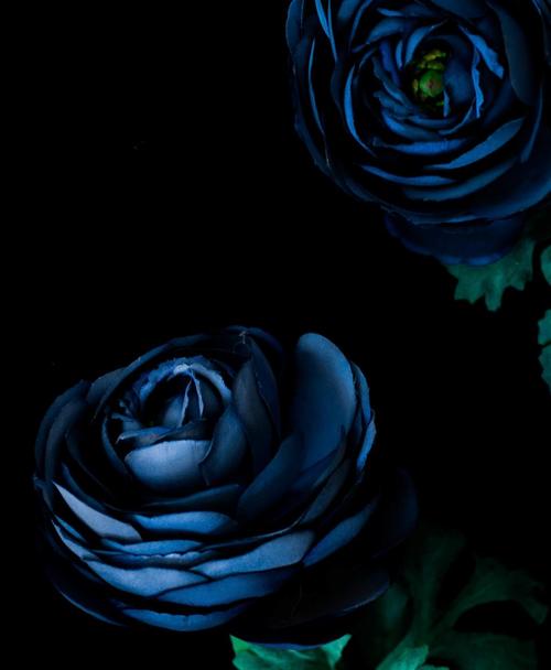 两个,蓝色,玫瑰,黑暗,花,花瓣,绿色