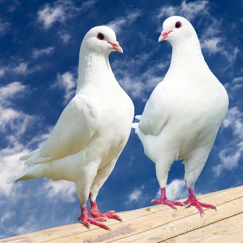 两个白色的鸽子皇家鸽ducula