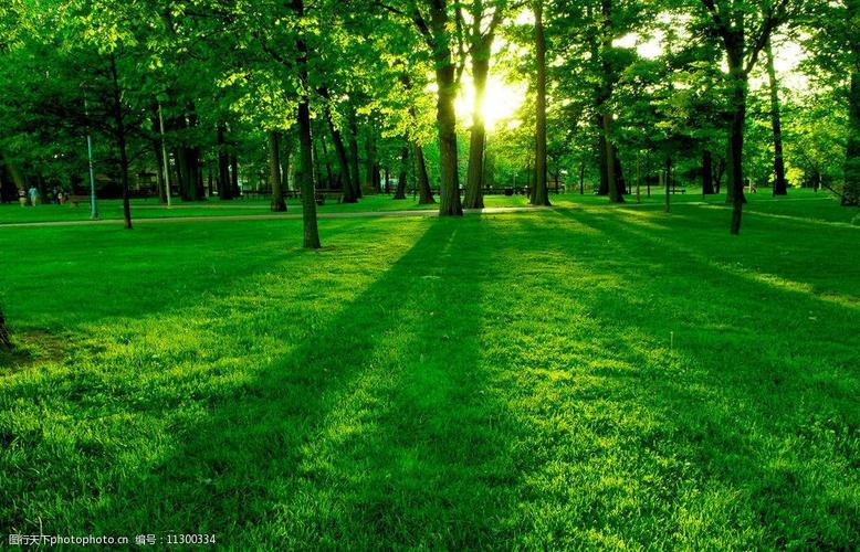 关键词:绿色树林 树林 阳光 绿色 健康 草地 自然风景 自然景观 摄影