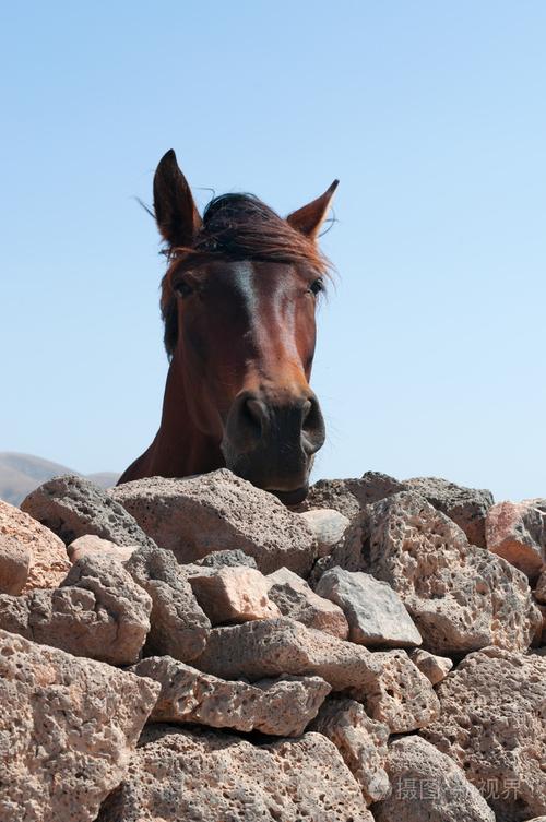 fuerteventura: el roque 村石墙后面的一匹马