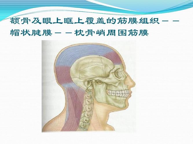 额骨及眼上眶上覆盖的筋膜组织-- 帽状腱膜--枕骨峭周围筋膜
