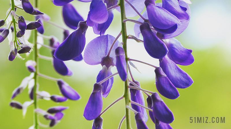 紫藤 花 盛开 紫色 户外 自然 花园 春 开花 花瓣