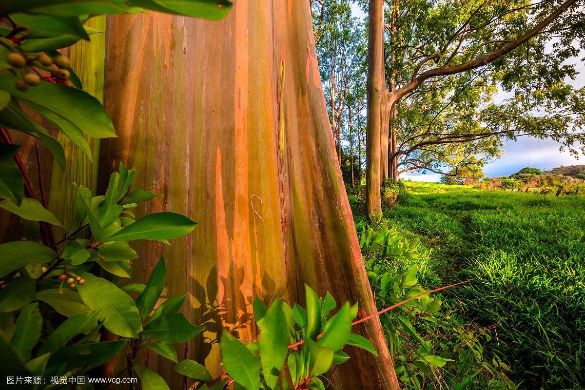 毛伊岛的彩虹桉树
