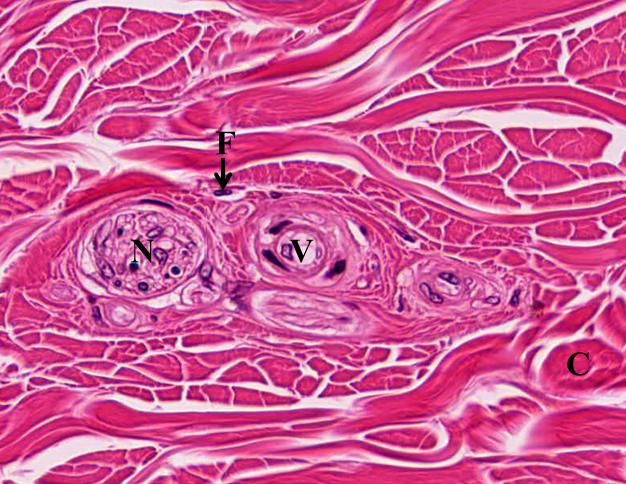 乳头层(papillary layer)为紧邻表皮的薄层疏松结缔组织,因