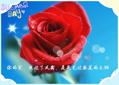 浪漫红玫瑰爱情文字图片_给你最幸福的爱情