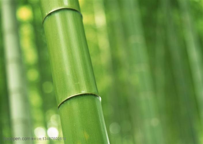 竹林风景-竹林中一根斜着的竹竿摄影背景桌面壁纸图片素材