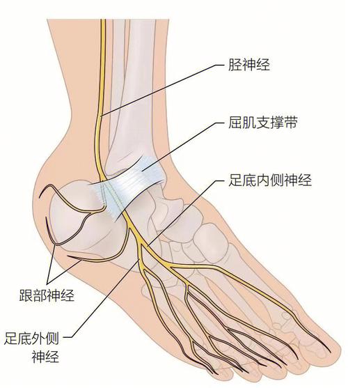 踝管综合征· 体征和症状· 典型病史· 相关解剖· 动作和功能