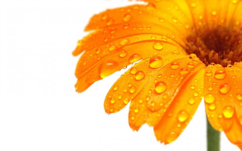 橙色的花,水滴,宏,白色背景壁纸