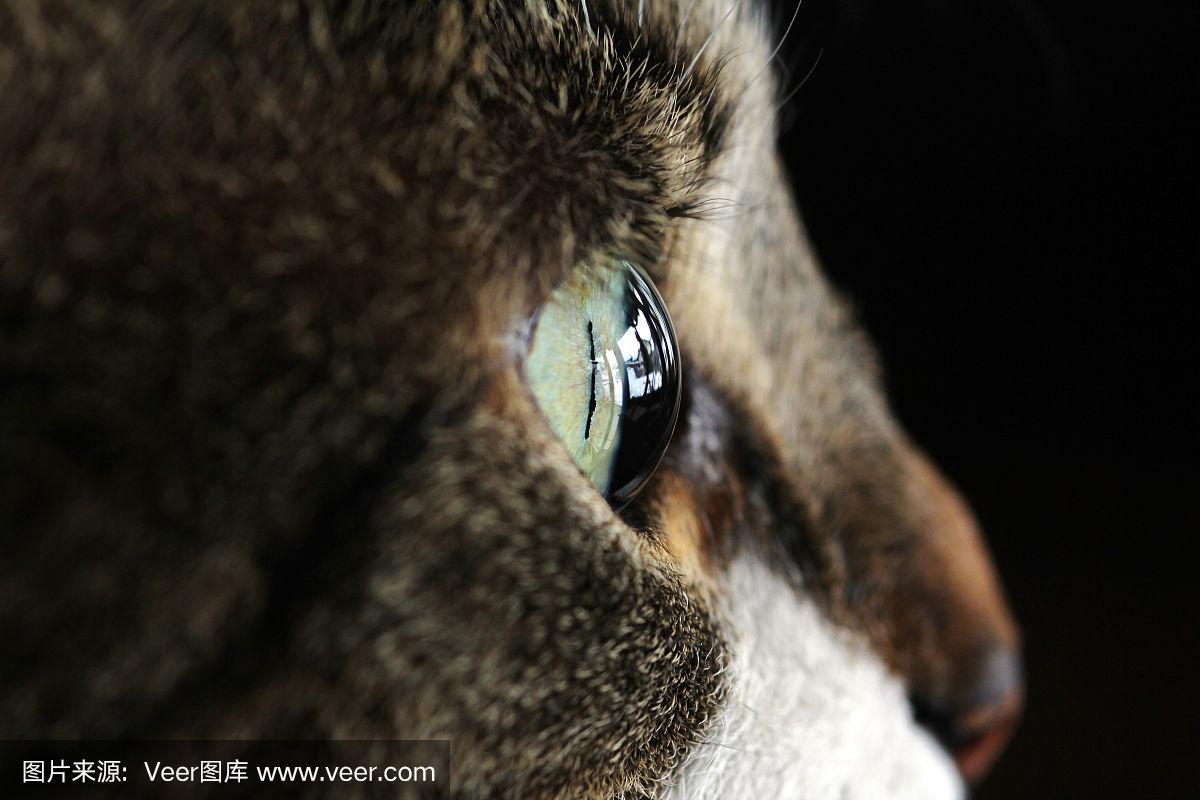 一只猫的眼睛的侧面特写