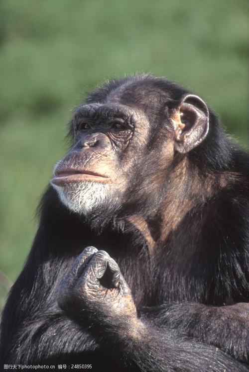 大猩猩摄影图片图片-图行天下图库