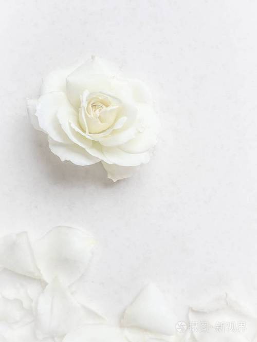 白色背景上美丽的白玫瑰和花瓣g的理想选择