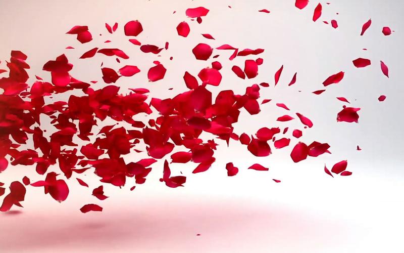 1129 超唯美浪漫红色玫瑰花瓣飘落我们结婚啦婚礼庆典结婚爱情开场