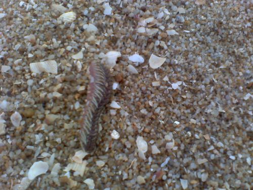 在厦门沙滩上看到的,吓了我一身冷汗大概12厘米长也不知道是不是海里