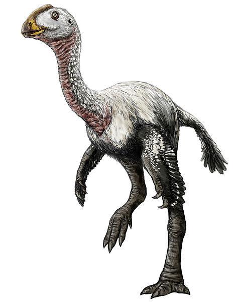 的 虚形龙 侏罗纪早期的虚形龙, 合踝龙, 快足龙 侏罗纪晚期的嗜鸟龙