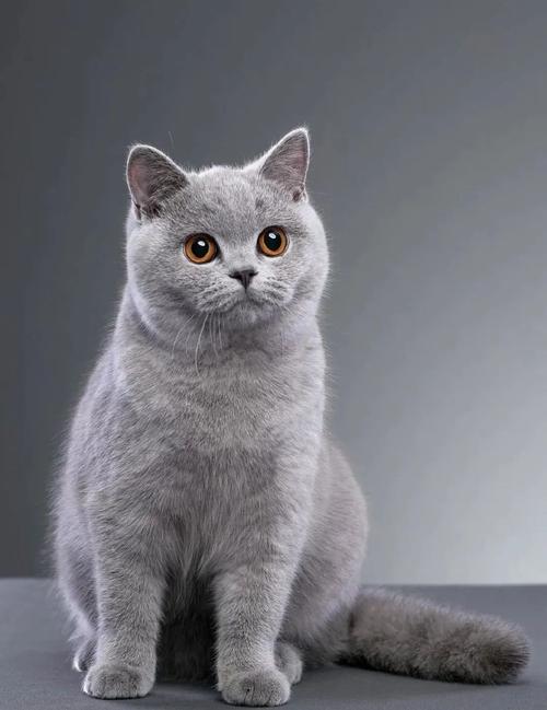 震惊俄罗斯蓝猫被制裁了居然还有这么多猫也被针对了