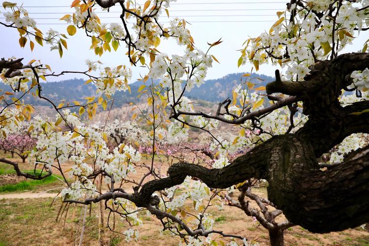 这颗梨树像条龙,盘旋在梨花与桃花间游戏着春天