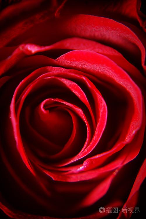 详细的一朵玫瑰的花-宏