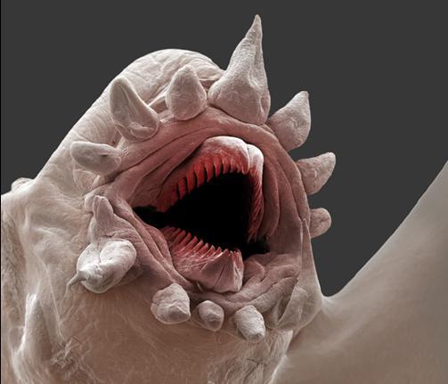 微型深海蠕虫外形恐怖似外星生物(2)