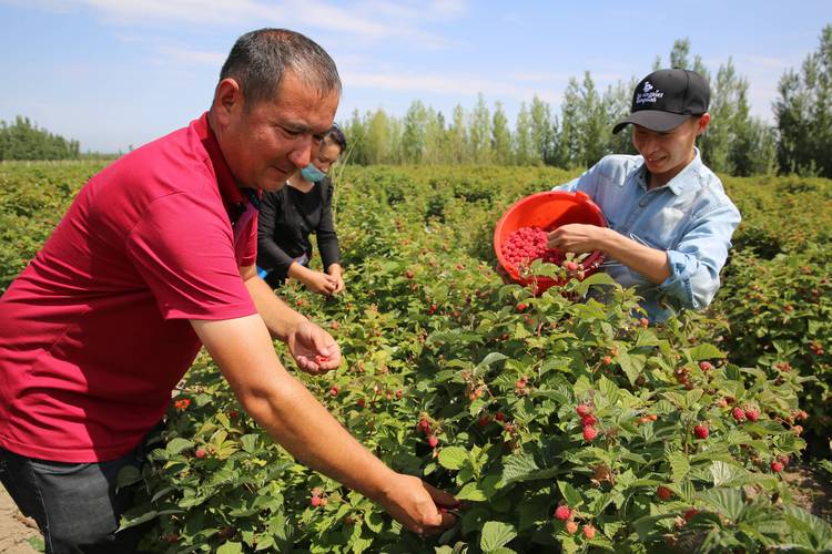 农民丰收丨新疆察布查尔树莓红了采摘忙