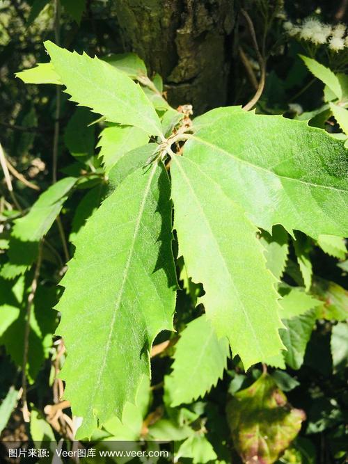 banj栎属(quercus leucotrichophora)树的绿叶早嫩叶