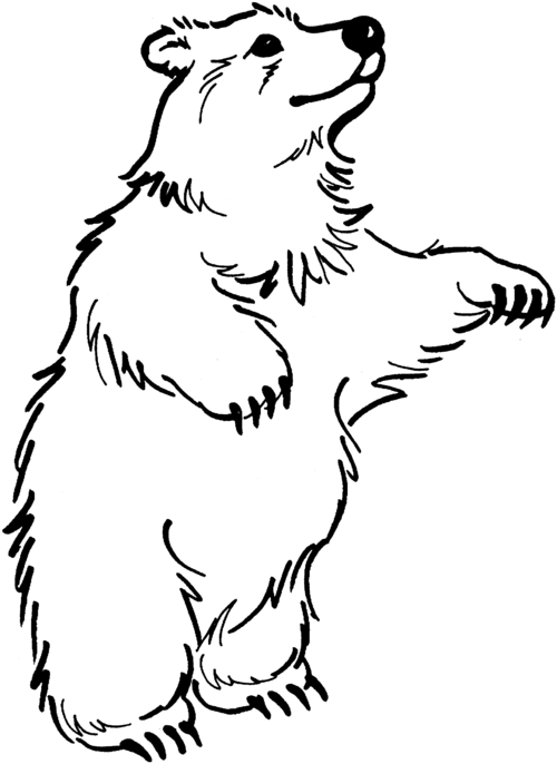 black bear coloring pages template