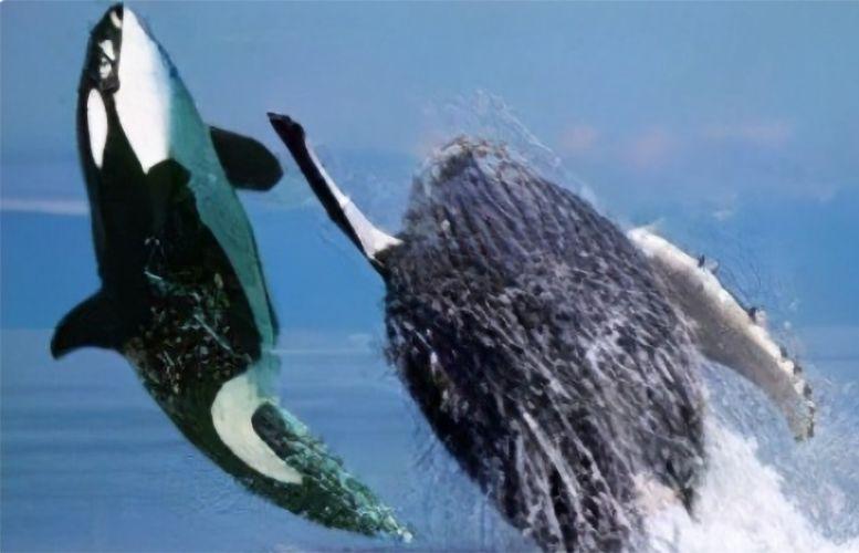 座头鲸和虎鲸是一对老冤家,如果对座头鲸的日常进行概括,那就是吃饭