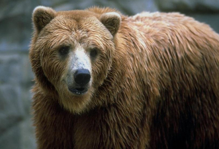 美国:命悬一线! 男子露营遭遇棕熊