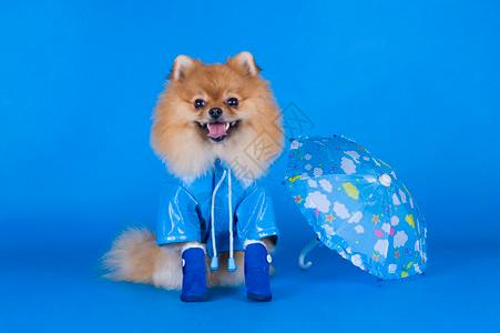 蓝色背景前穿着蓝色外套的小型博美犬背景图片
