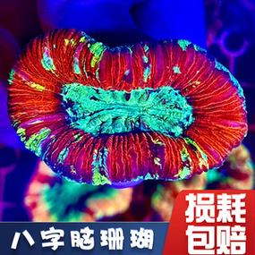 八字脑珊瑚海水海缸海葵红绿巴厘脑精品糖果脑油彩海水缸软体生物
