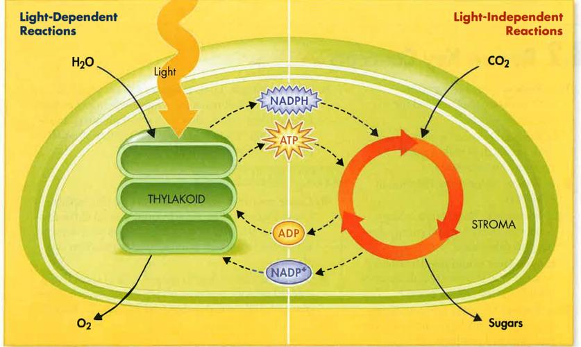 光反应发生在叶绿体的类囊体膜(光合膜).