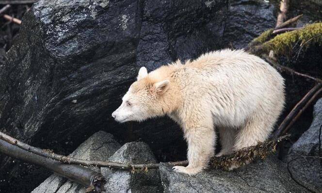 罕见白熊被抓拍到调皮"吐舌头"全球仅剩500只
