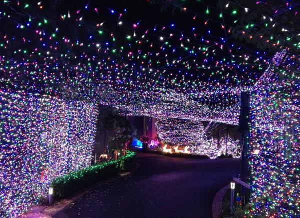 澳家庭装饰50万彩灯迎圣诞创记录