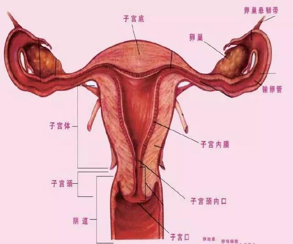 女性生殖系统"黑色亚健康报告"公布,原来生殖健康这么重要!