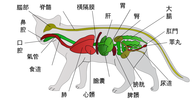 雄猫的解剖图