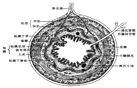 浆膜(或外膜):由一层疏松结缔组织和一层间皮