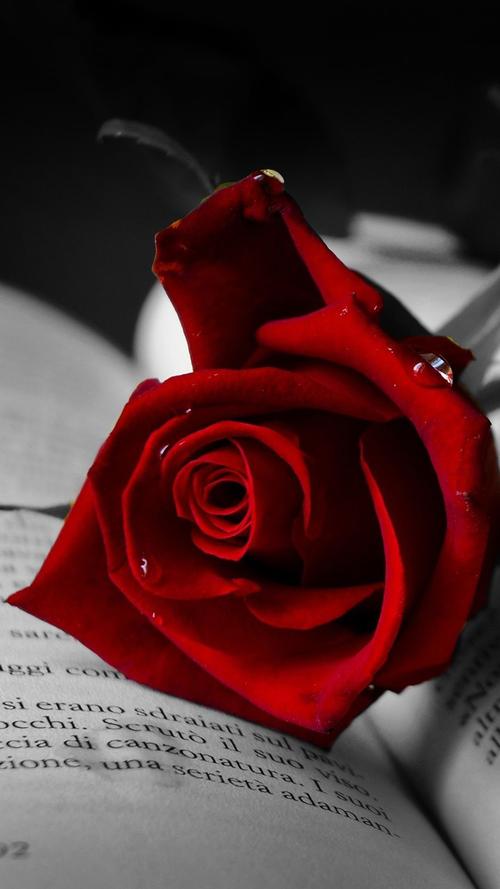 有没有让你心动的红玫瑰壁纸?