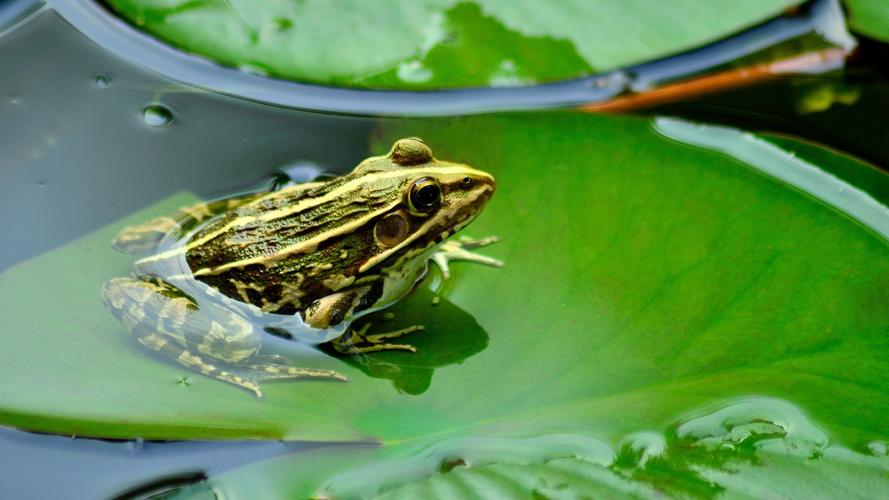 池塘里的绿色青蛙