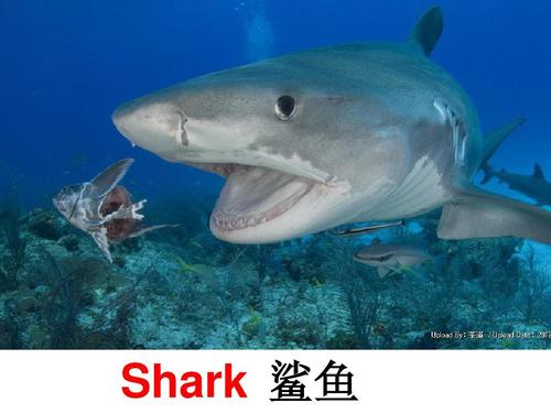 shark 鲨鱼